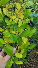 Ligustrum obtusifolium