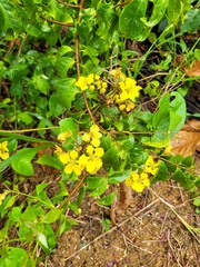 Stigmaphyllon blanchetii