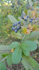 Ligustrum obtusifolium