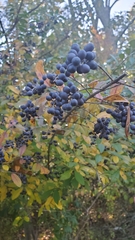 Ligustrum obtusifolium