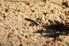 Ommatoiulus moreleti