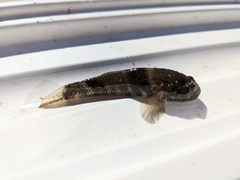 Bathygobius soporator