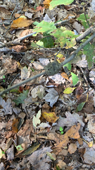 Callirhytis quercuspunctata