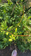 Aegopodium podagraria