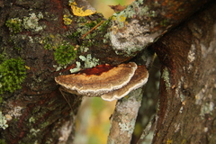 Daedaleopsis tricolor