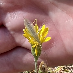 Oecanthus