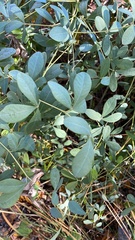 Baptisia alba