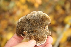 Daedaleopsis tricolor