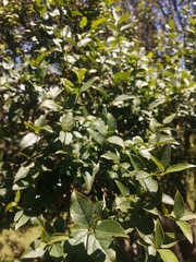 Halleria lucida