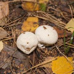 Lycoperdon perlatum