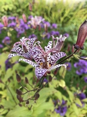 Tricyrtis