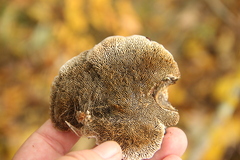 Daedaleopsis tricolor