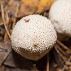 Lycoperdon perlatum