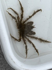 Pyromaia tuberculata