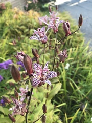 Tricyrtis