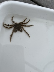 Pyromaia tuberculata