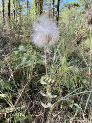 Asclepias obovata