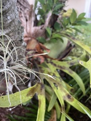 Nehalennia pallidula