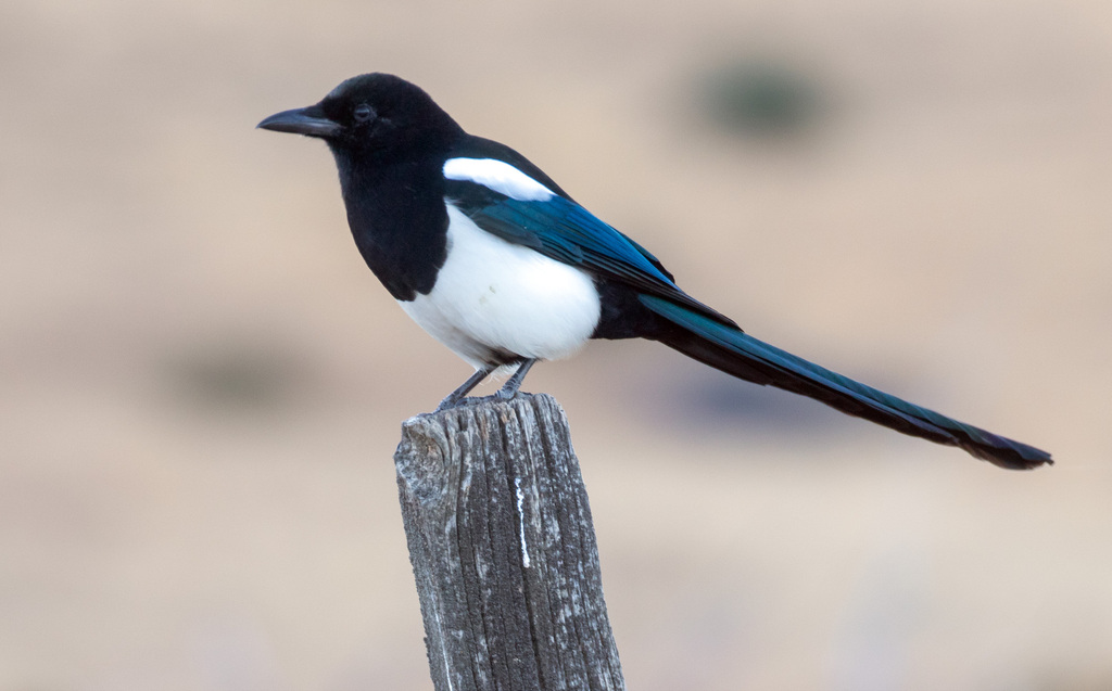 Black-billed Magpie from Horseshoe Bend, ID 83629, USA on October 14 ...