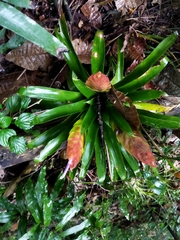 Tillandsia multicaulis