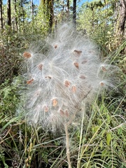 Asclepias obovata