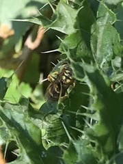 Vespula pensylvanica
