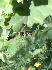 Vespula pensylvanica