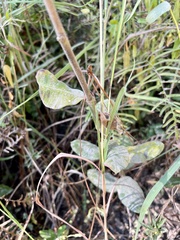 Asclepias obovata
