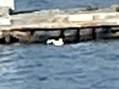 Somateria mollissima