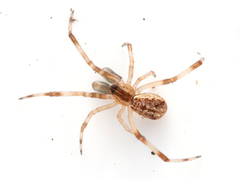 Episinus angulatus