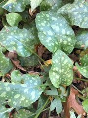 Pulmonaria officinalis