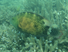 Cheilinus chlorourus