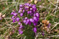 Erica cinerea