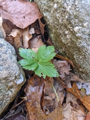 Cryptotaenia canadensis
