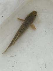 Gillichthys mirabilis