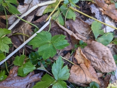 Cryptotaenia canadensis