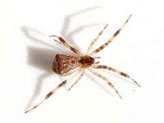 Episinus angulatus
