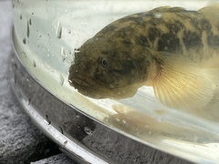 Gillichthys mirabilis