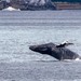 North Pacific Humpback Whale - Photo (c) Dan Harville, some rights reserved (CC BY-SA), uploaded by Dan Harville