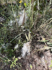 Asclepias obovata