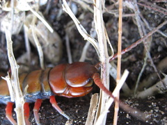 Scolopendra subspinipes