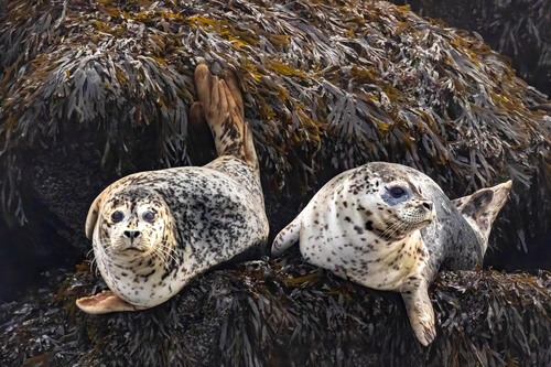 Harbor Seal photographed in Alaska