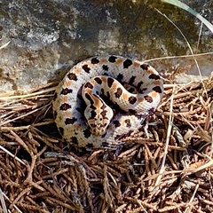 Sistrurus miliarius streckeri