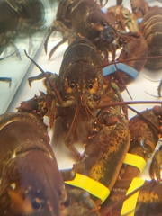 Homarus