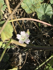 Malva neglecta