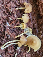 Mycena semivestipes