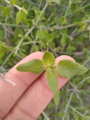 Justicia californica