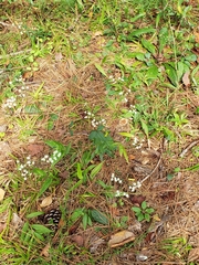 Euphorbia pubentissima