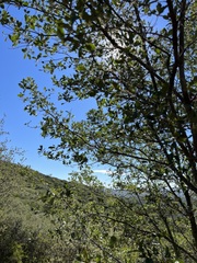 Quercus douglasii