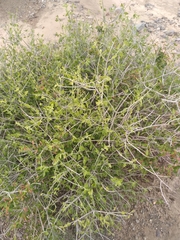Justicia californica